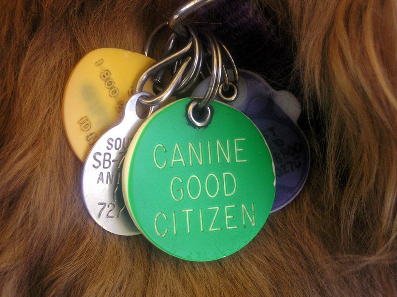 dog tags on a dogs collar